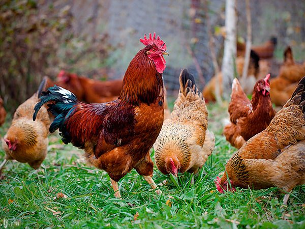 Породы куриц | ЗооТом - продажа, вязка и услуги для животных в Аксае