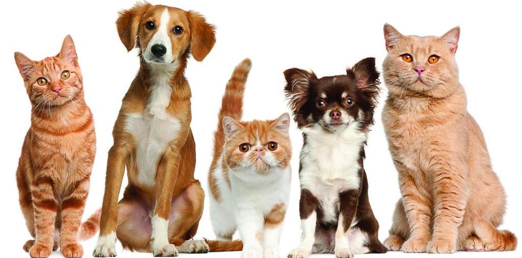 Доска объявлений о животных | ЗооТом - продажа, вязка и услуги для животных в Аксае