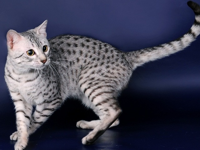 Породы кошек в Аксае | ЗооТом портал о животных