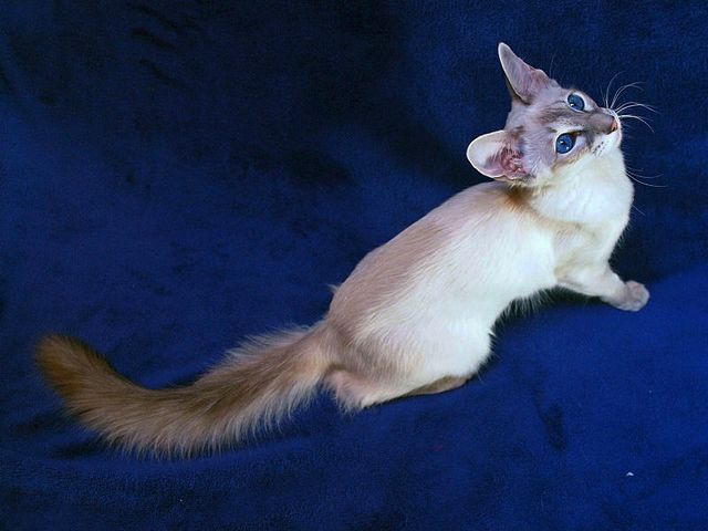 Выведенные породы кошек в Аксае | ЗооТом портал о животных