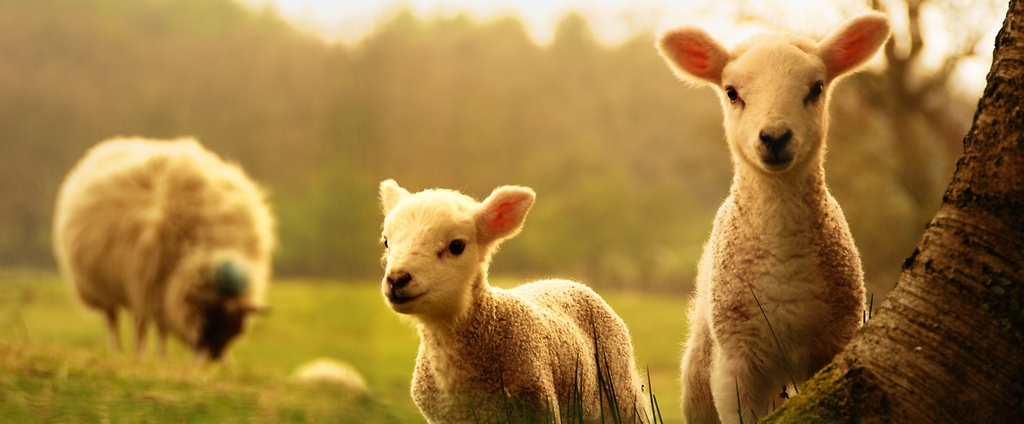 Объявления о сельскохозяйственных животных | ЗооТом - продажа, вязка и услуги для животных в Аксае