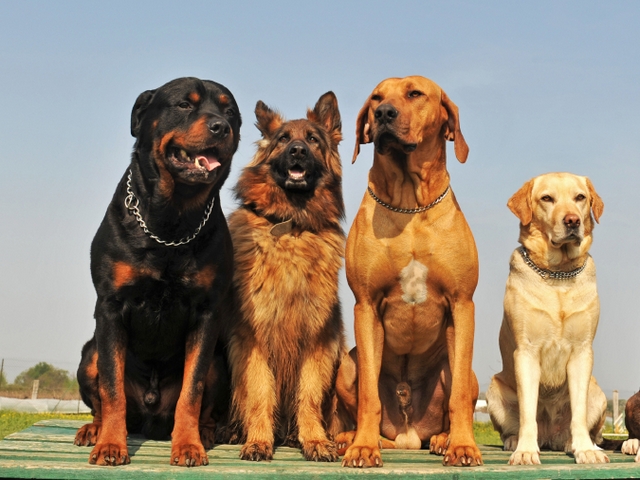 Крупные породы собак в Аксае | ЗооТом портал о животных
